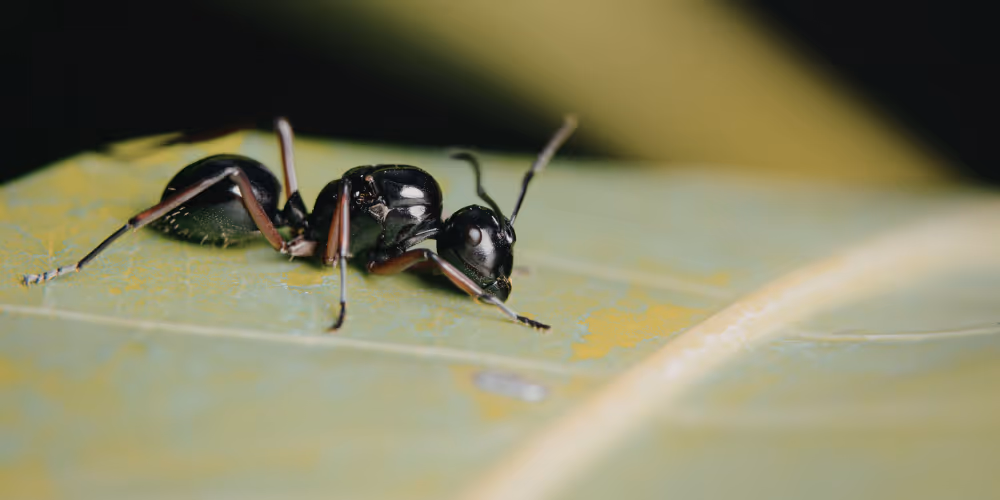 Carpenter ant on leaf – common pest treated by Pesticon pest control in North Vancouver