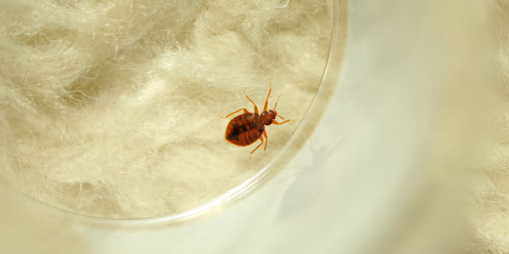 Bed bug close-up during inspection – bed bug pest control service in North Vancouver by Pesticon