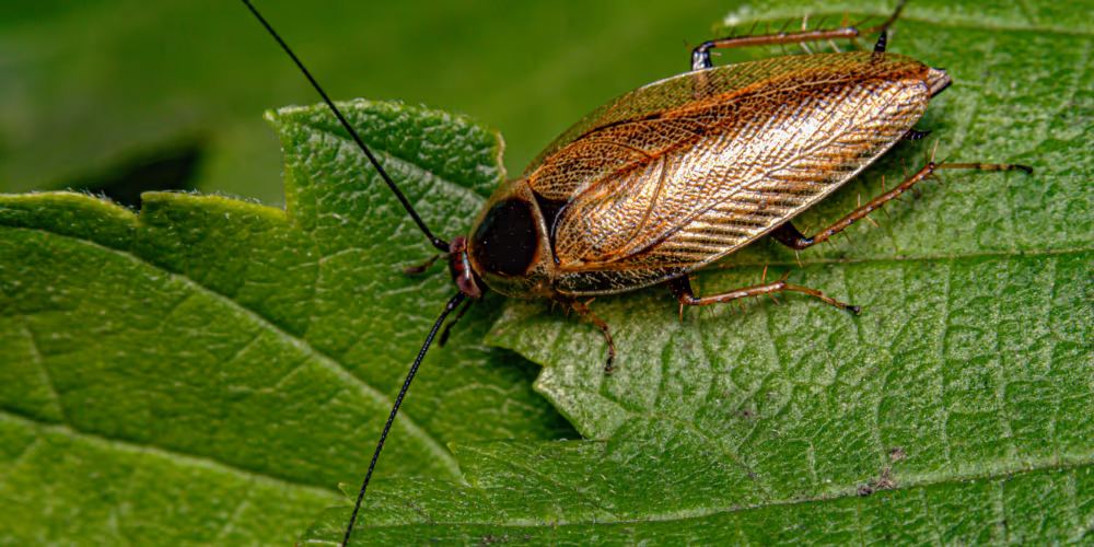 Cockroach on green leaf – cockroach pest control service in North Vancouver by Pesticon