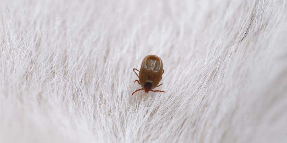 Flea on pet fur – flea extermination service in North Vancouver by Pesticon