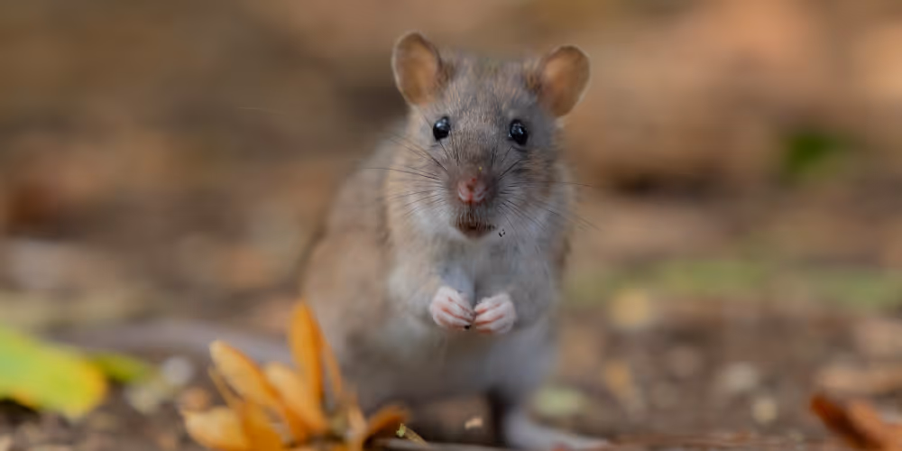 Mouse infestation pest treated by Pesticon rodent control in North Vancouver