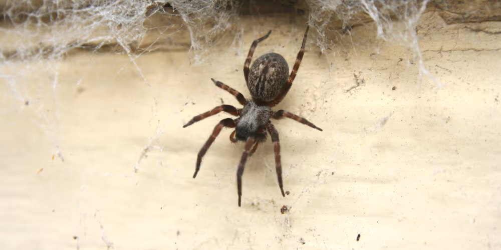 House spider on web – spider control service in North Vancouver by Pesticon