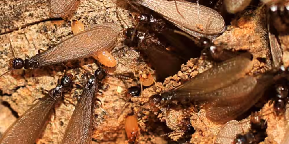 Winged termites on decayed wood – termite control service in North Vancouver by Pesticon