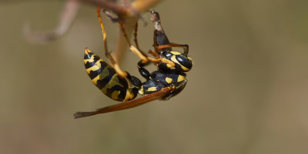Wasp close-up – wasp and bee removal service in North Vancouver by Pesticon