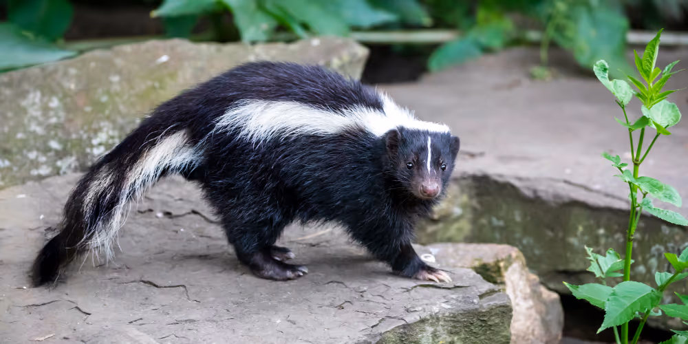 Skunk wildlife pest near home – wildlife removal service in North Vancouver by Pesticon