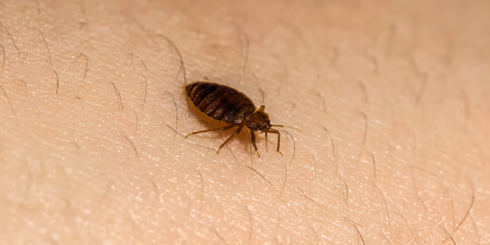 Bed bug treatment in Richmond