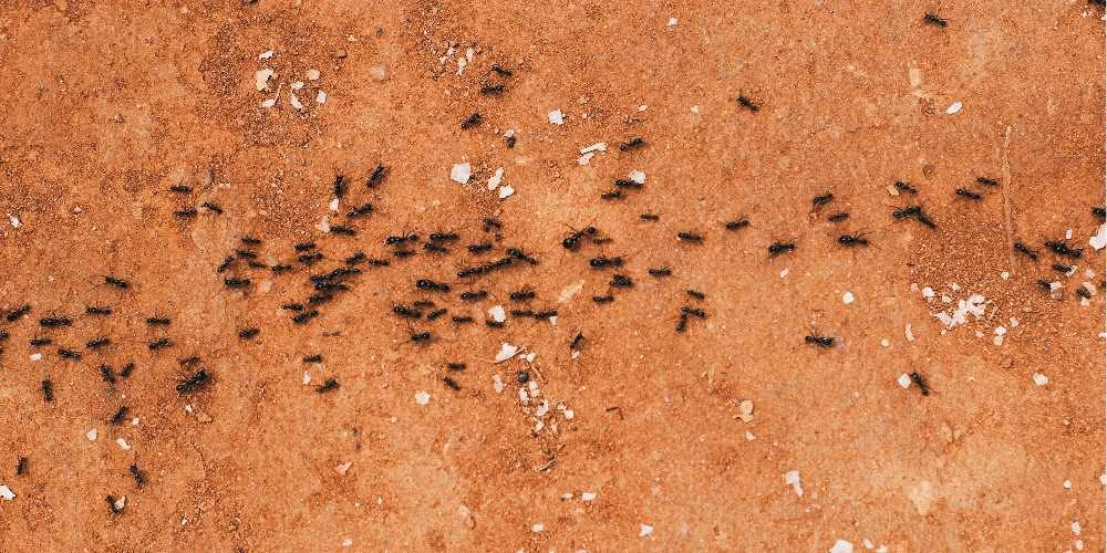 Carpenter ant control in Richmond