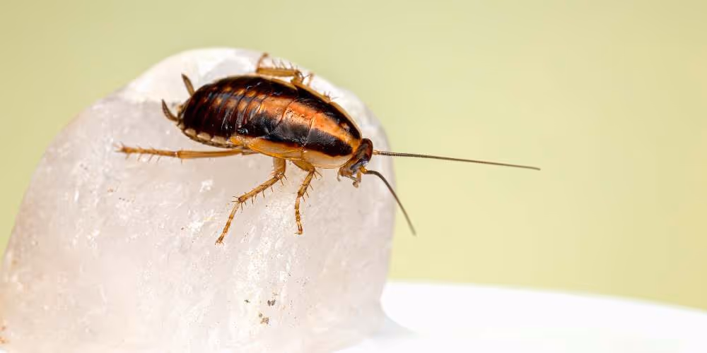 Cockroach control in Richmond