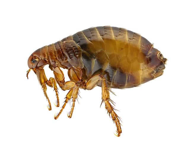 Flea close-up, the pest treated in carpets, bedding and soft furnishings