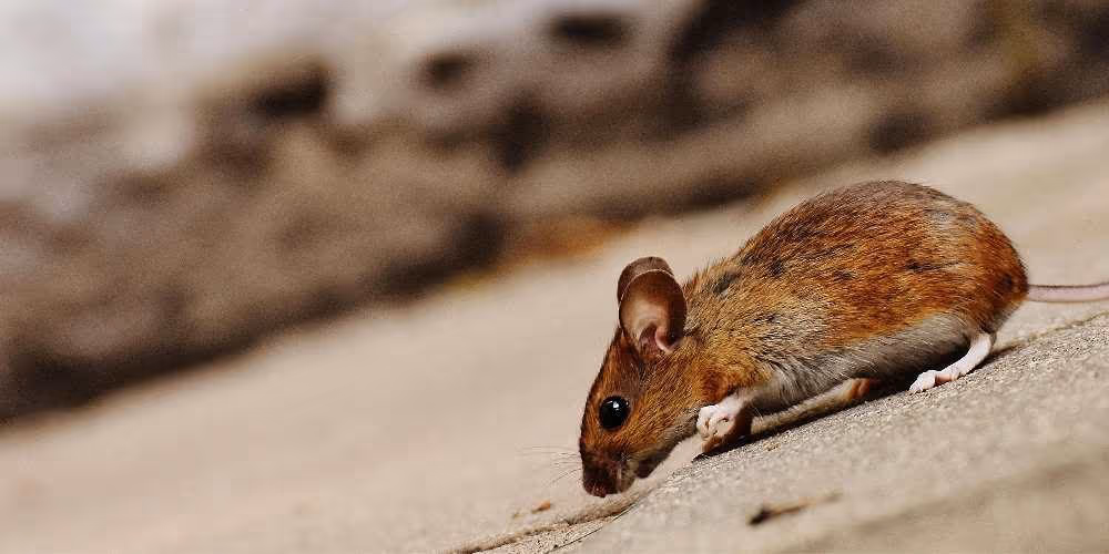 Mice and rat control in Richmond