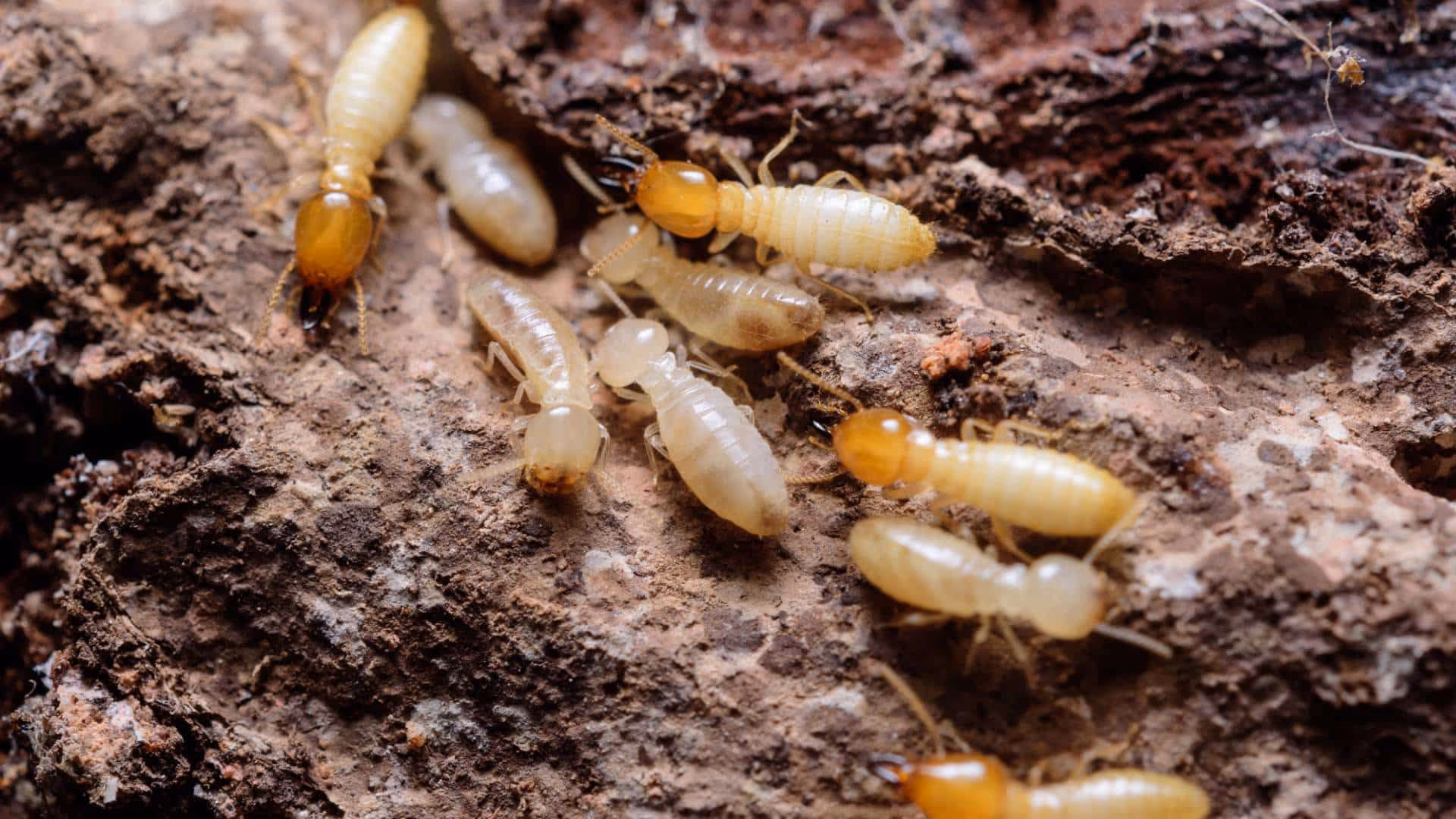 Termites in damaged structural wood, the species found on the coast of British Columbia