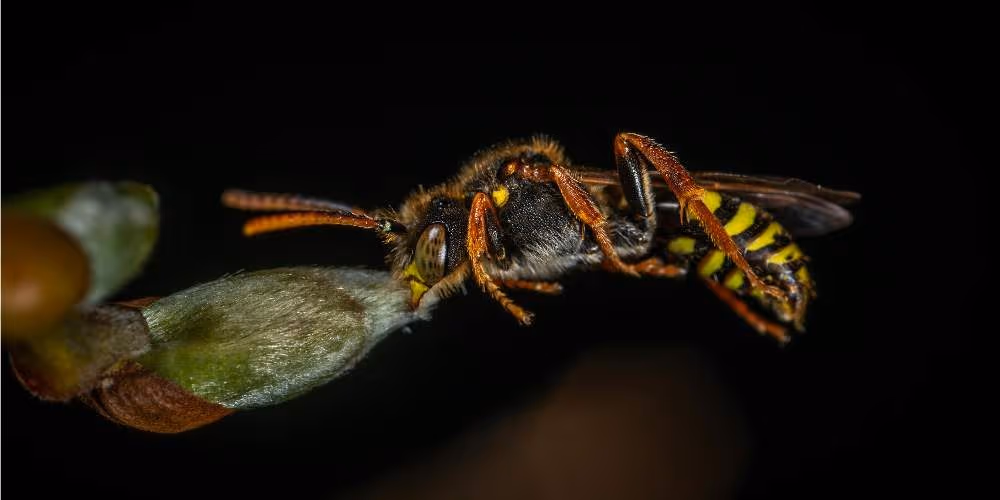Wasp and bee nest removal in Richmond