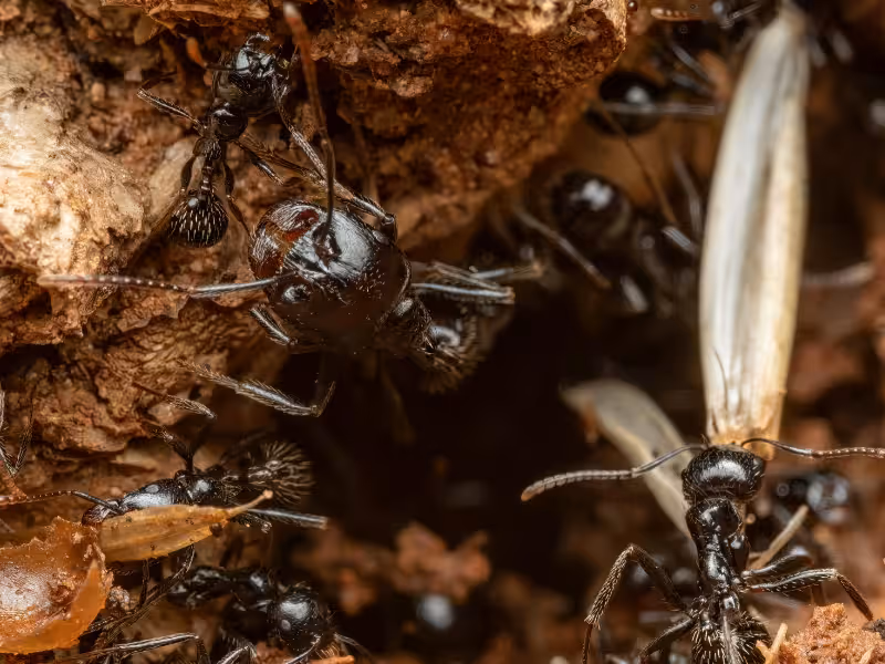 Carpenter ants nest Pesticon ant control Surrey infestation treatment