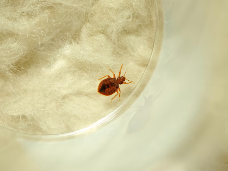 Bed bug close-up on fabric Pesticon bed bug control Surrey treatment