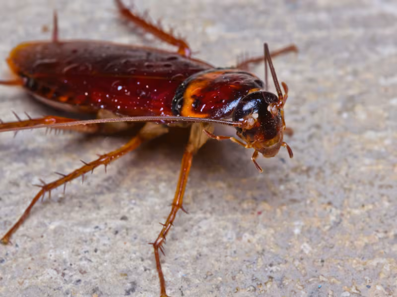 Cockroach infestation close-up Pesticon cockroach control Surrey service