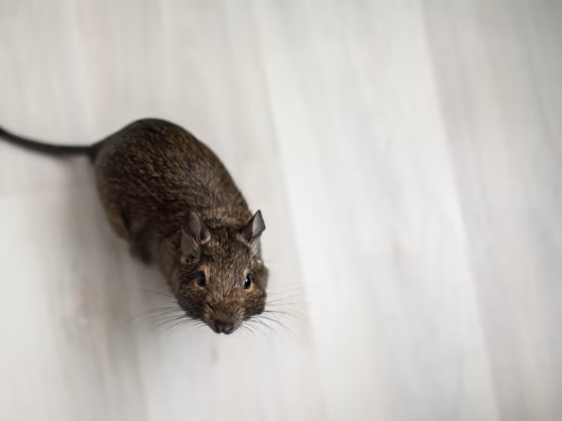 Mouse indoors Pesticon rodent control Surrey removing rats and mice