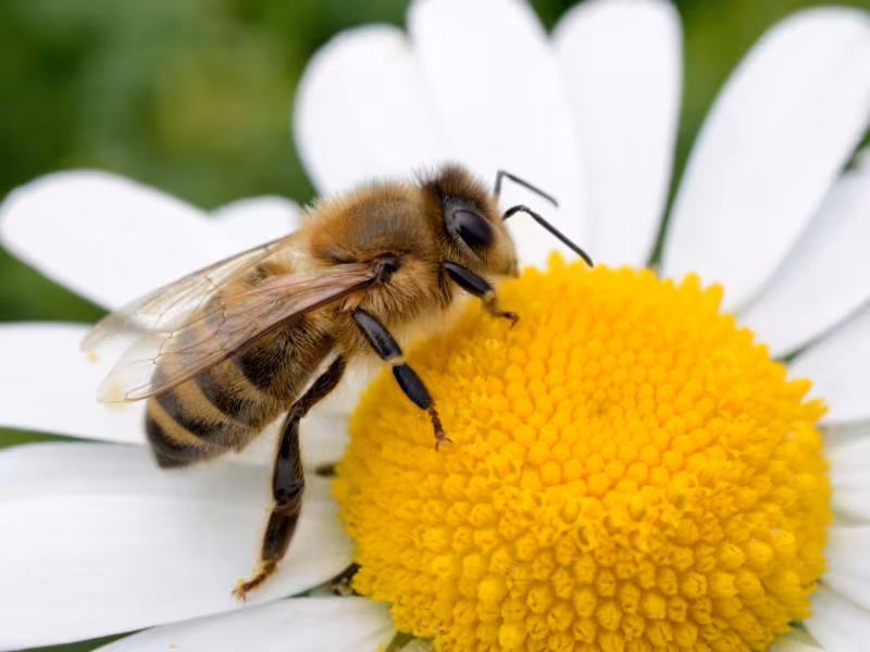 Pesticon bee control Surrey technician handling bee on flower near residential property