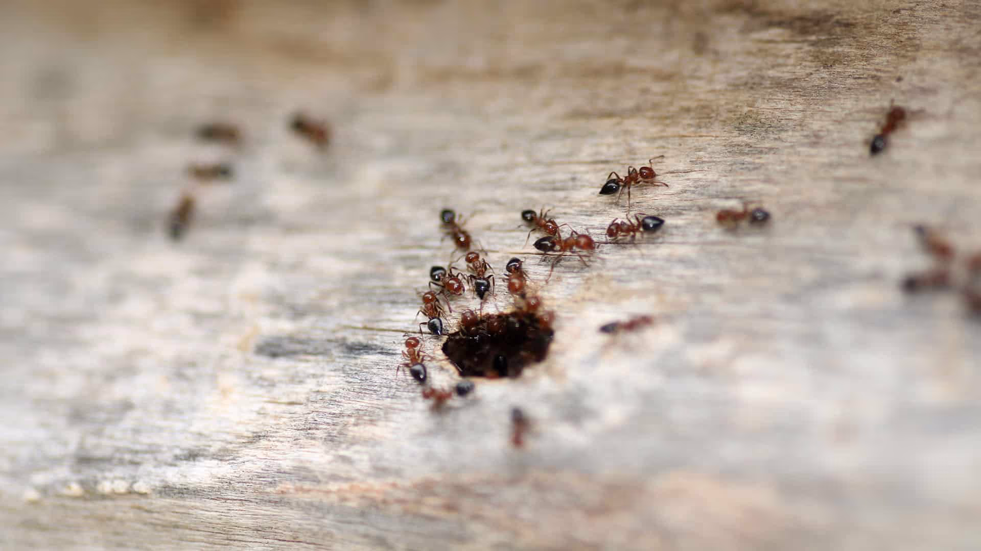 Ants Thrive In Surrey’s Humid Climates