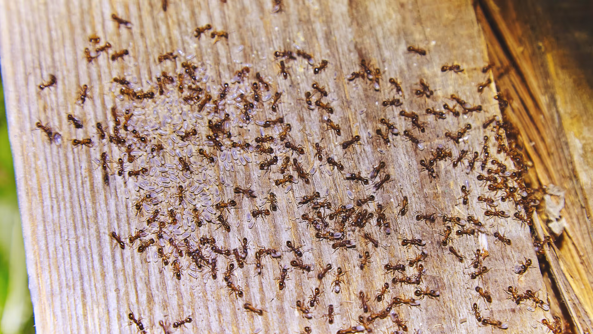 ants inside woods of house