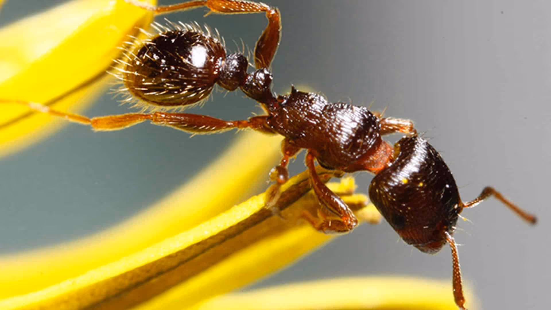 pavement ants