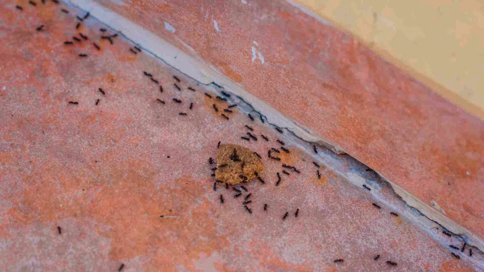 why flying ants invade your home and how to get rid of them