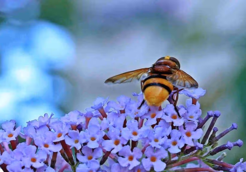 Bee invasion in your backyard — don’t panic