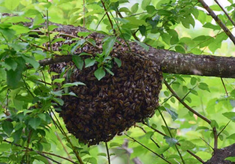 Using diatomaceous earth as a natural pest control method for bees