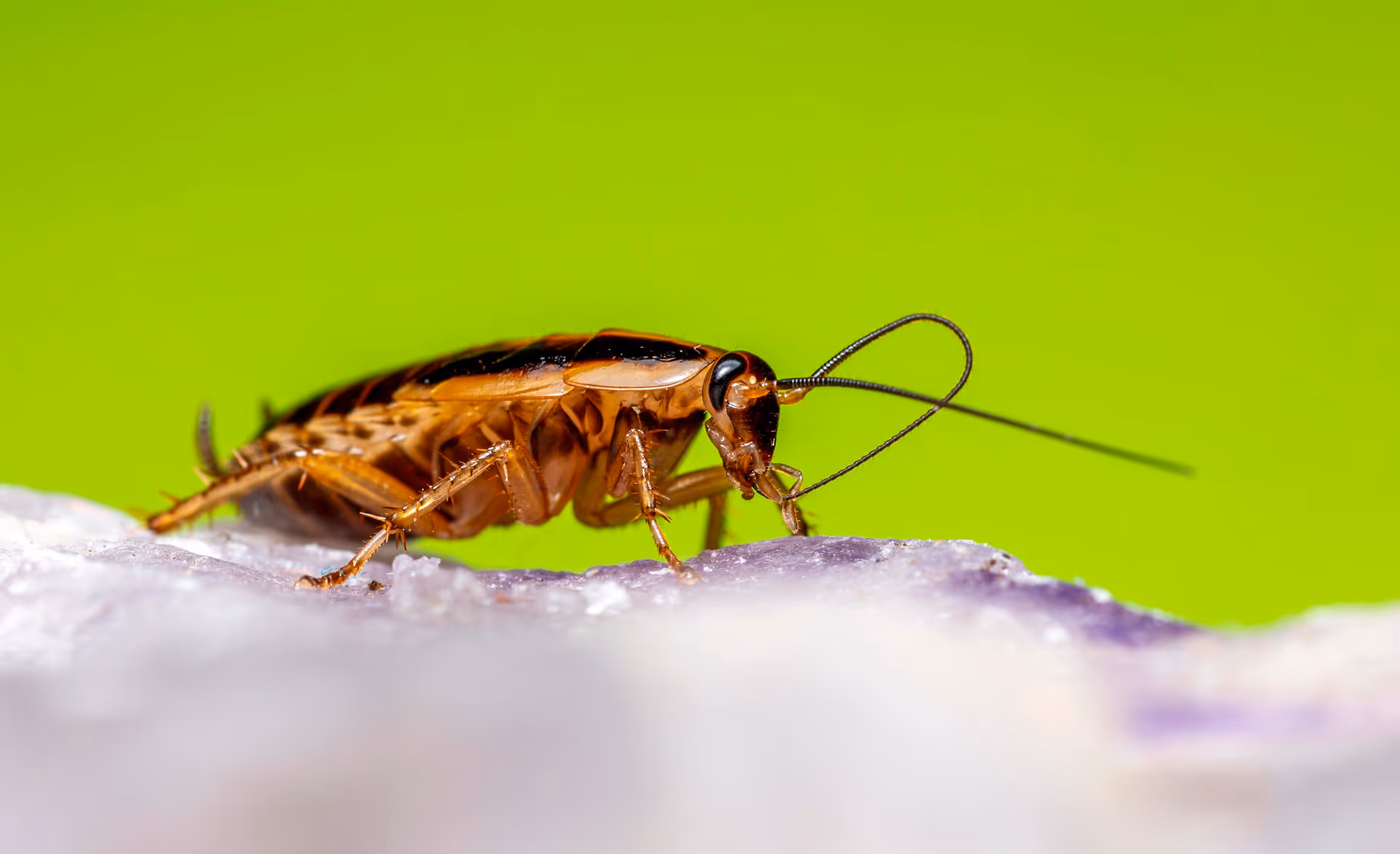 depositphotos 330082562 xl