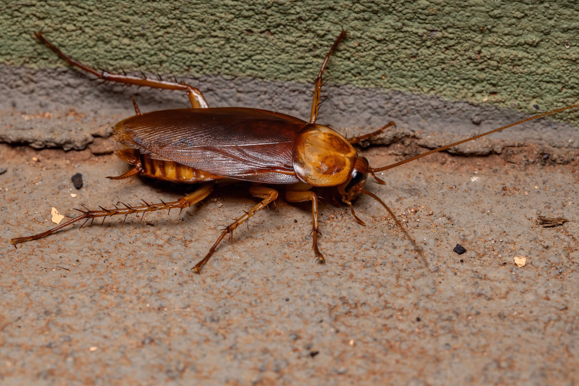 depositphotos 423349656 xl