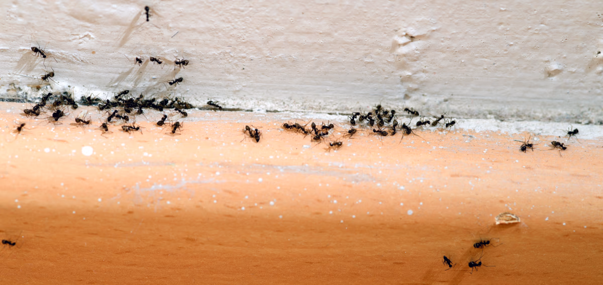 Ant Infestations After Rain? Why Vancouver Homes Are at Risk