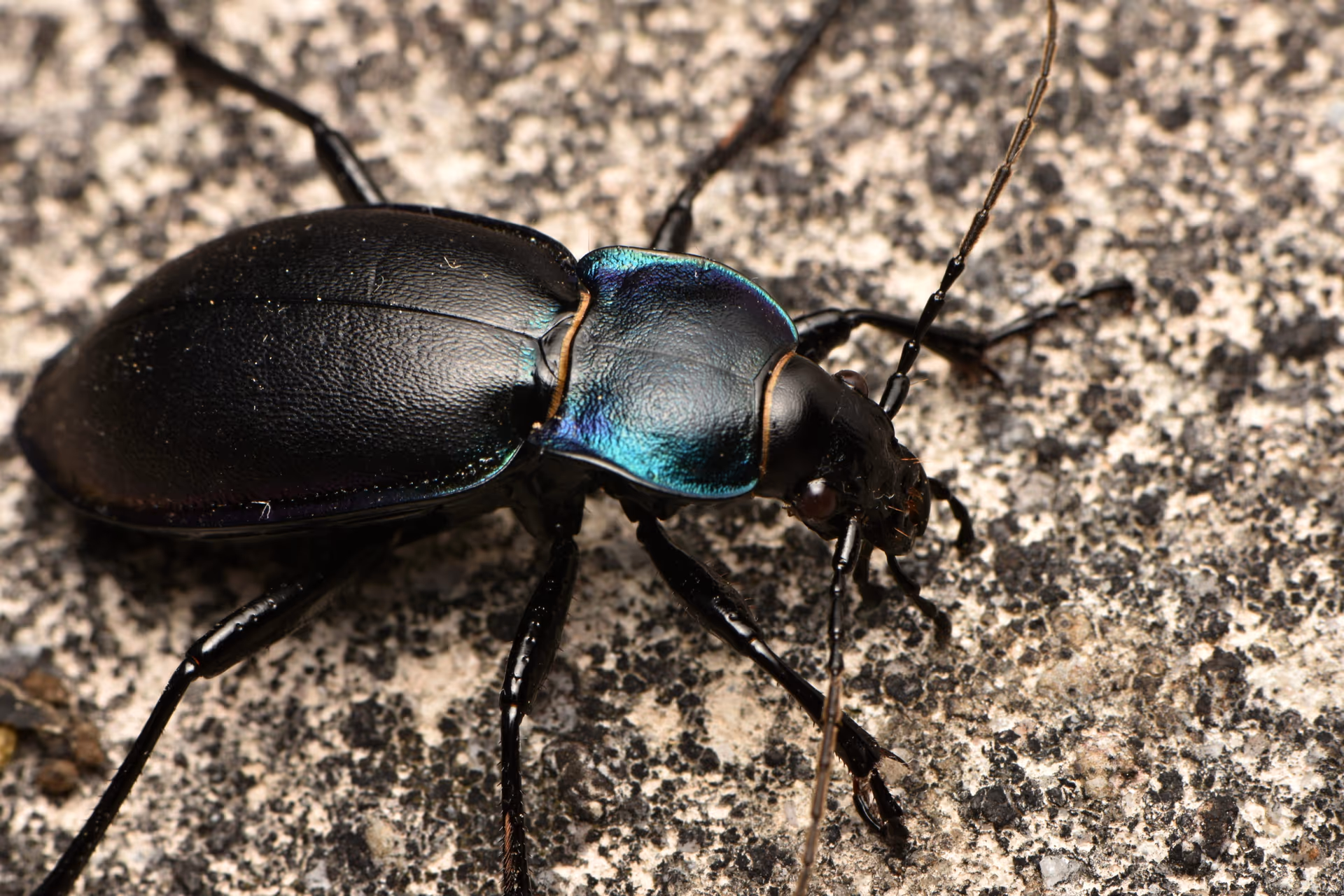 Stored product pest management