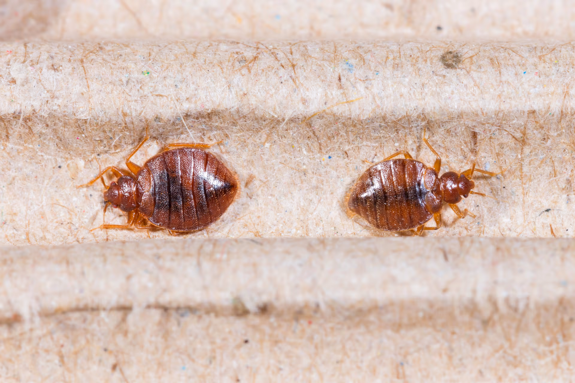 Bed bug control Surrey