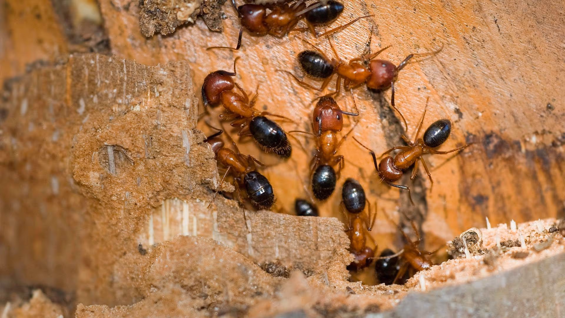 Ant control Surrey