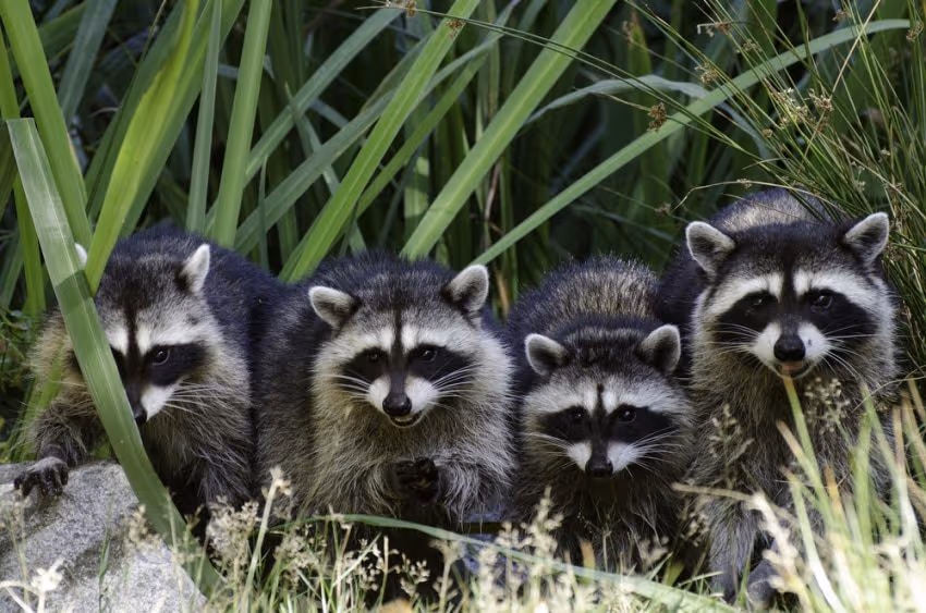 Wildlife and animal control Surrey