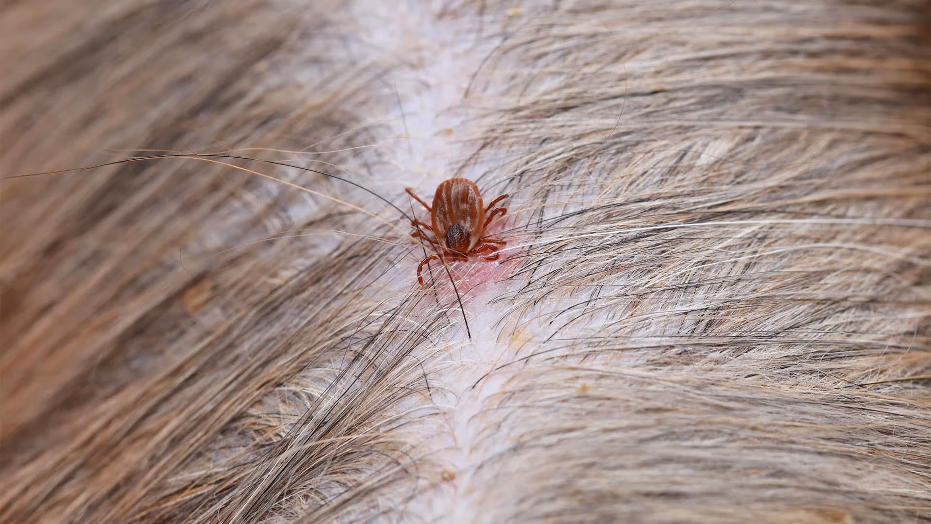 Flea control Surrey