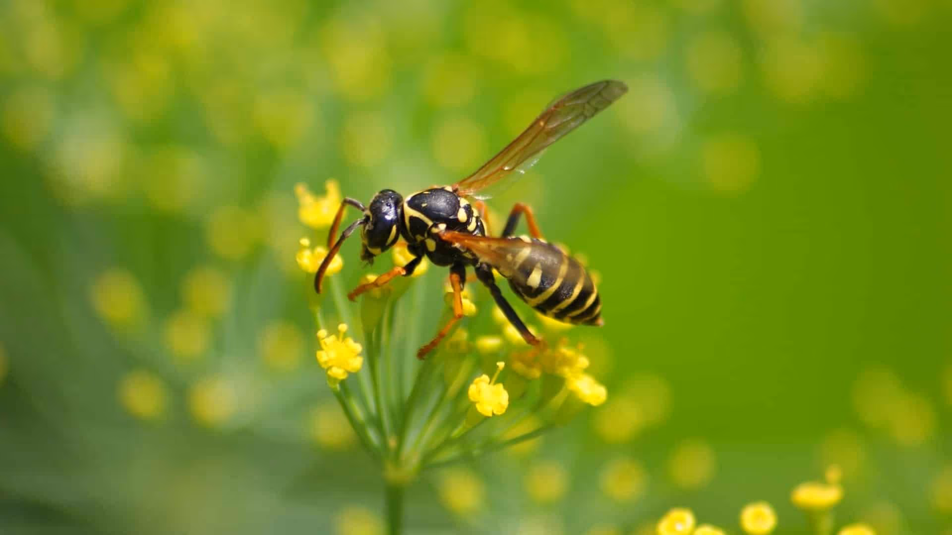 Wasp and hornet control Surrey