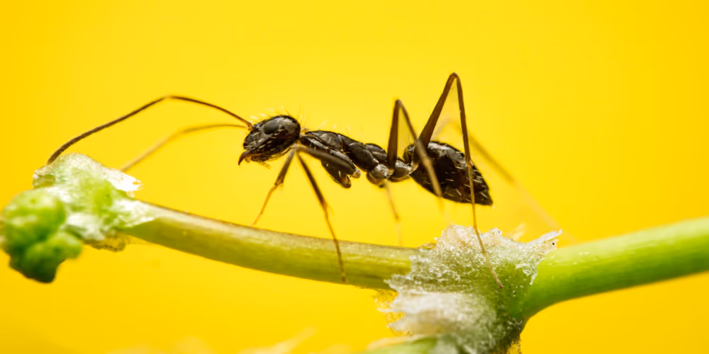Carpenter ant – carpenter ant control service in West Vancouver by Pesticon