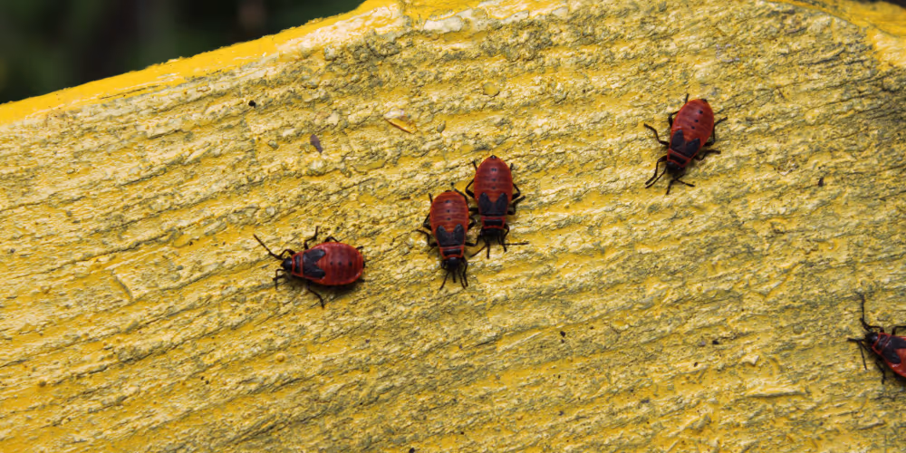 Bed bug close-up – bed bug removal service in West Vancouver by Pesticon