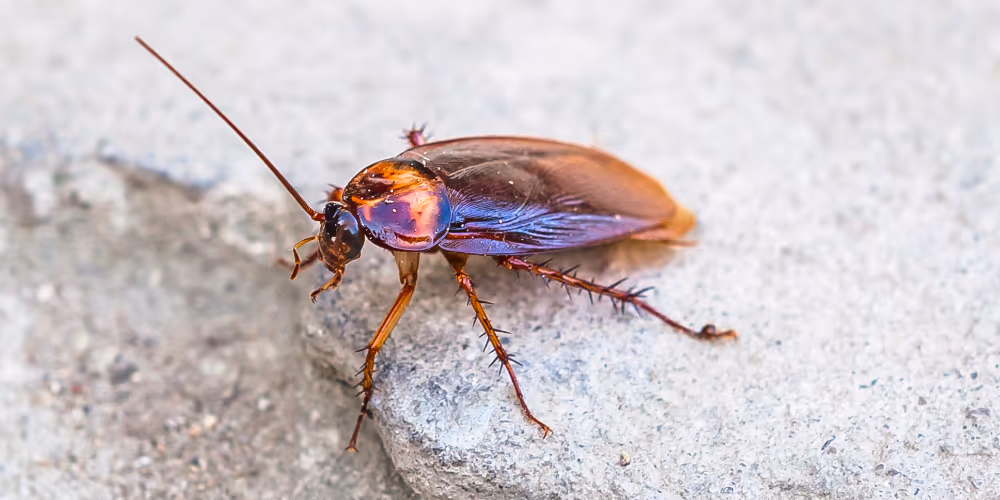 Cockroach – cockroach control service in West Vancouver by Pesticon