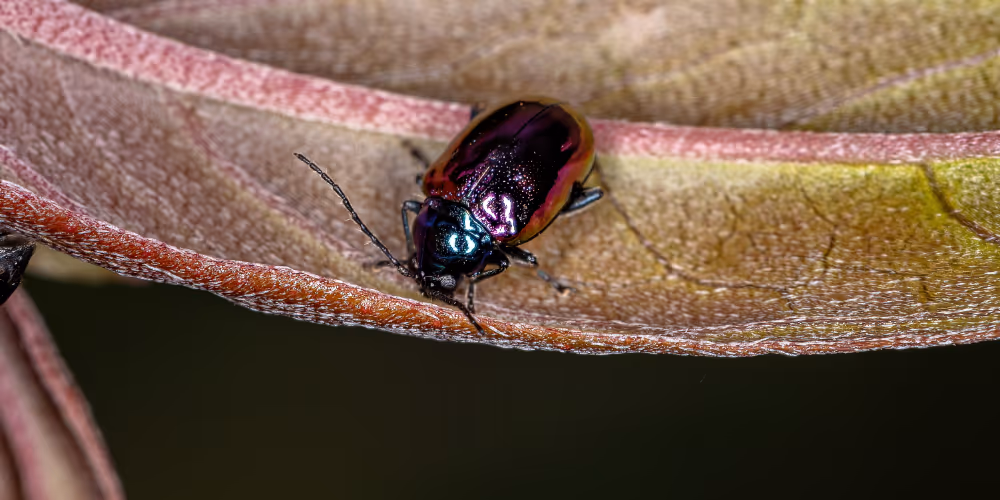 Flea – flea extermination service in West Vancouver by Pesticon