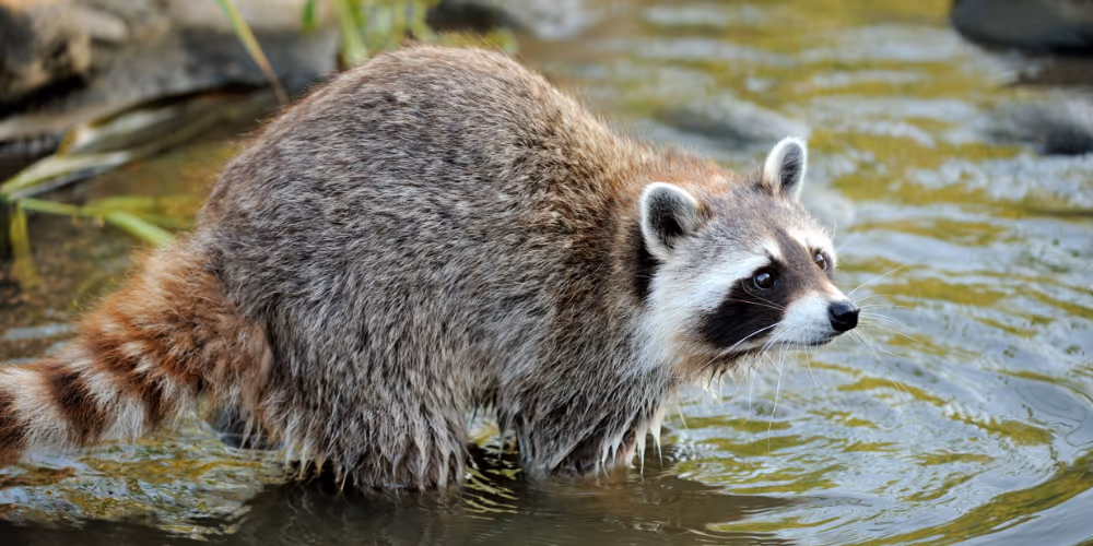 Raccoon – humane wildlife removal service in West Vancouver by Pesticon