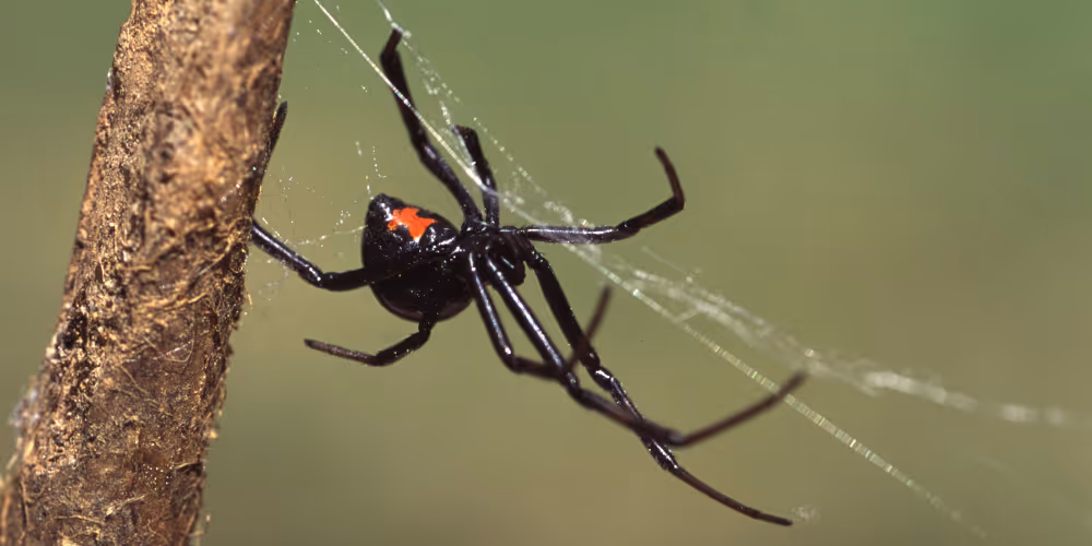 House spider – spider control service in West Vancouver by Pesticon