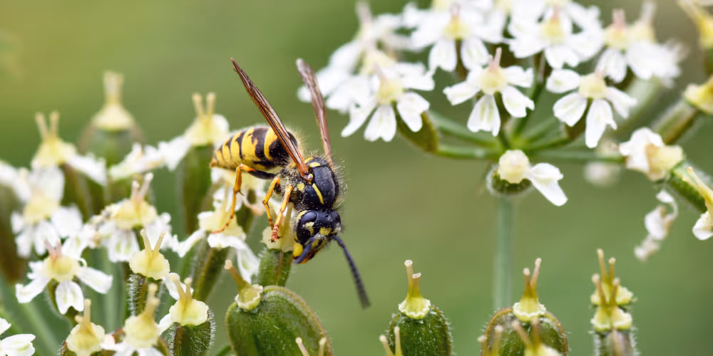 Wasp – wasp and bee removal service in West Vancouver by Pesticon