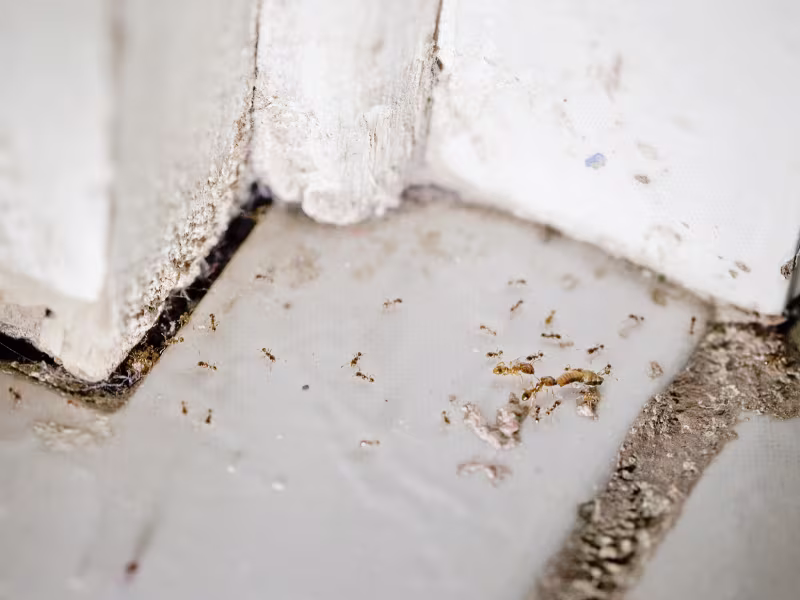 why ant problems are common in vancouver