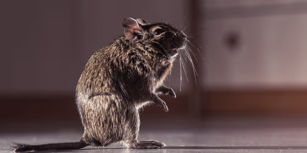 Mouse caught in rodent trap during pest control treatment in Vancouver