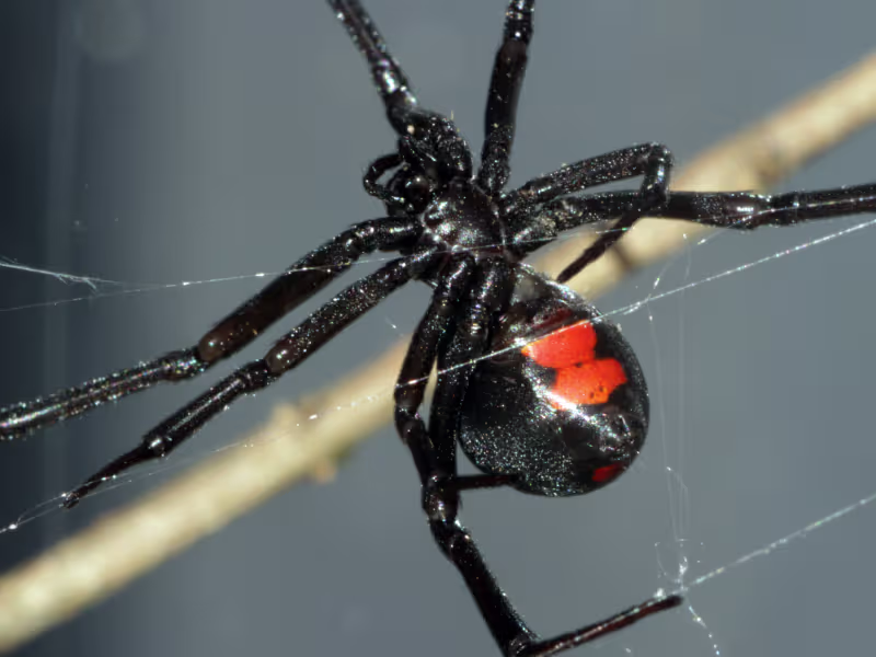 black widow spider ca