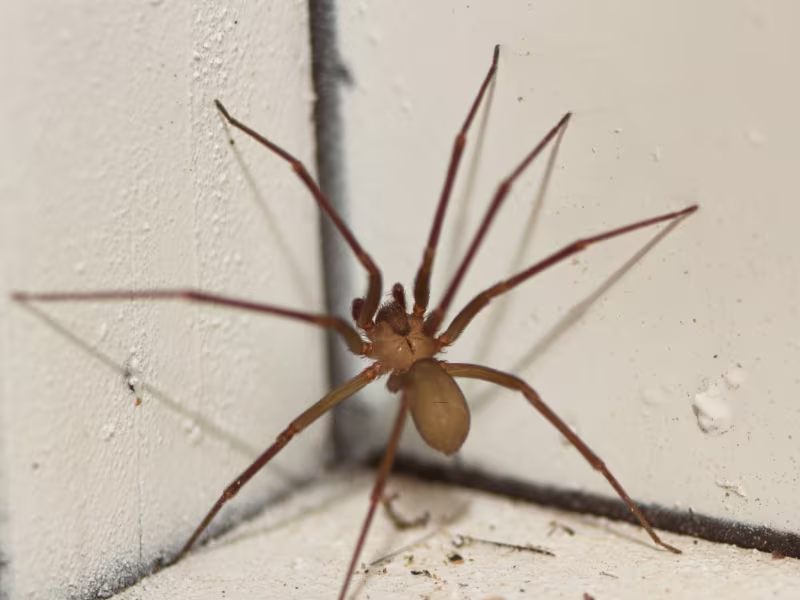 house spider vancouver