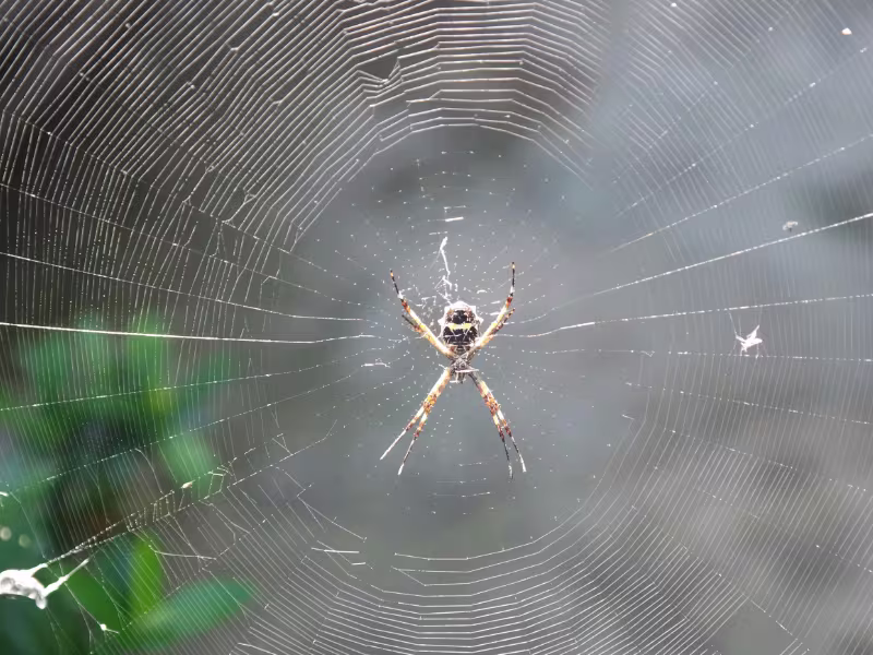 why spiders are common in vancouver homesb