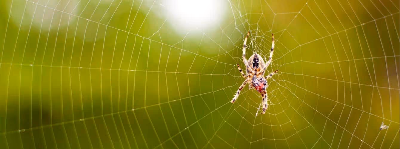 Where spiders hide in Vancouver homes