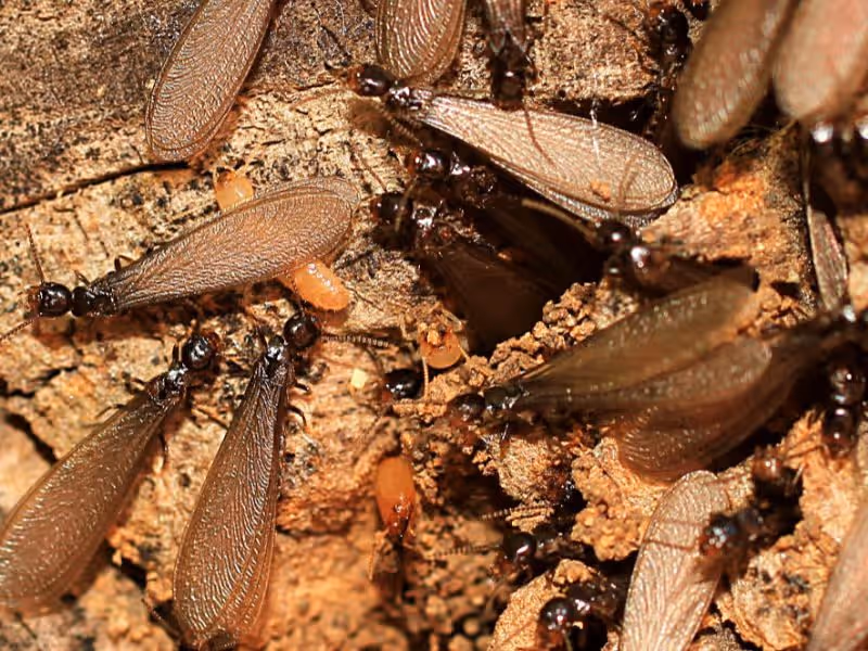 Dampwood termites